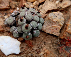 Conophytum truncatum