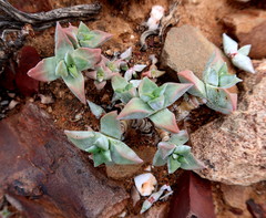 Crassula deltoidea