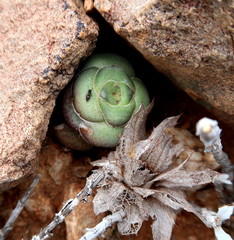 Crassula hemisphaerica