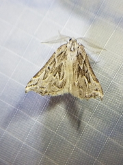 Plataea californiaria