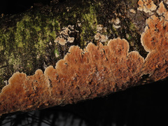 Cylindrobasidium evolvens