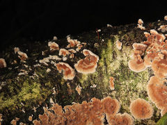 Cylindrobasidium evolvens