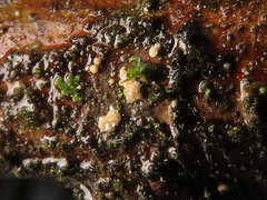 Pezicula corylina