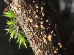 Pezicula corylina