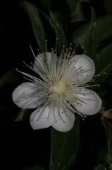 Myrtus communis