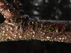 Pezicula corylina