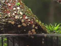 Pezicula corylina