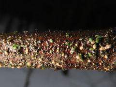 Pezicula corylina