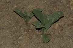 Cynoglossum creticum