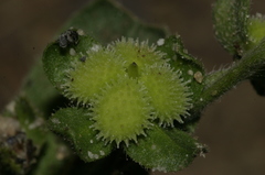 Cynoglossum creticum