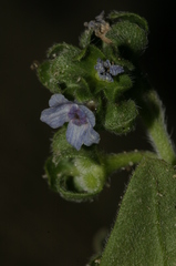 Cynoglossum creticum