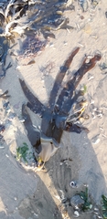 Laminaria digitata