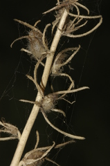 Misopates calycinum