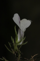 Misopates calycinum