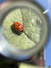 Coccinella septempunctata