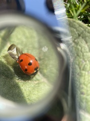 Coccinella septempunctata