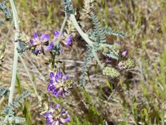Astragalus brauntonii