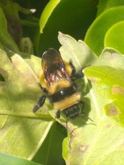 Bombus robustus