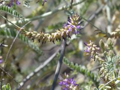Astragalus brauntonii