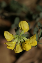 Hippocrepis multisiliquosa