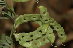 Hippocrepis multisiliquosa