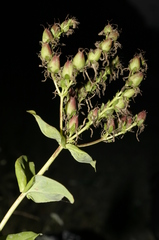 Hypericum perfoliatum image