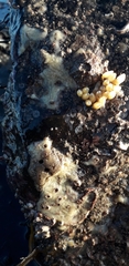Halichondria panicea