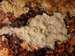 Skeletocutis carneogrisea