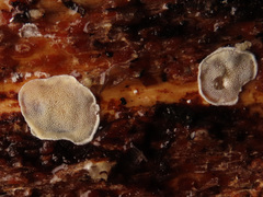 Skeletocutis carneogrisea