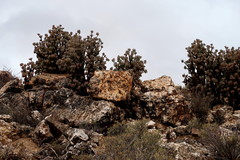 Crassula arborescens