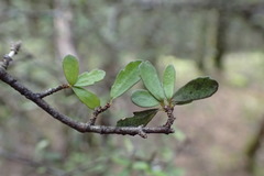 Pittosporum divaricatum