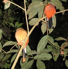 Harpactes duvaucelii