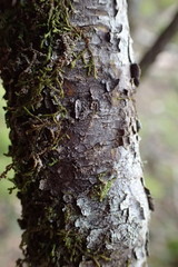 Pittosporum divaricatum