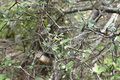 Pittosporum divaricatum