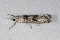 Microcrambus minor
