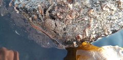 Porcellana platycheles