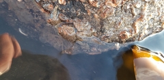 Porcellana platycheles