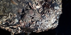 Porcellana platycheles