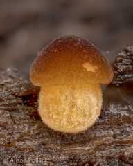 Pluteus romellii