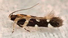 Macrobathra desmotoma