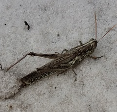 Schistocerca ceratiola