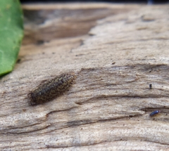 Porcellium collicola
