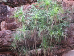 Pandanus aquaticus