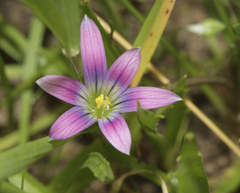 Romulea ramiflora gaditana