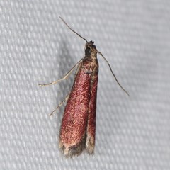 Varneria postremella
