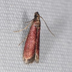 Varneria postremella