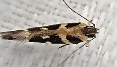 Macrobathra desmotoma