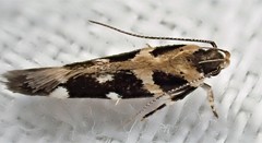 Macrobathra desmotoma