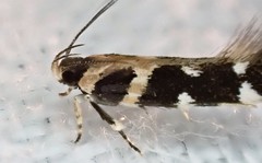 Macrobathra desmotoma