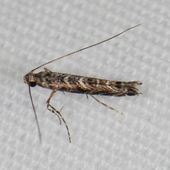 Neurobathra strigifinitella
